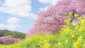 南えびなスポーツクラブ お知らせ